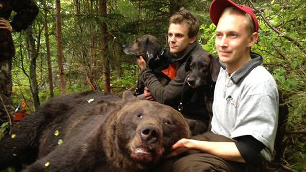 Adam Jansson (här med hundföraren Niklas Friberg) och 280 kilosbjörnen.